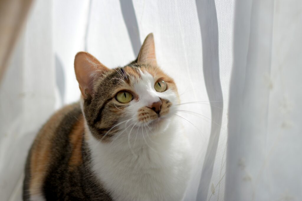 猫の腎不全(慢性腎臓病)とは