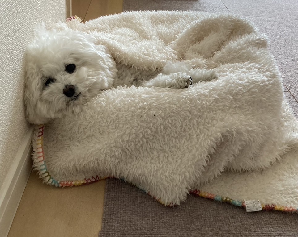 犬が鼻水を垂らす症状と原因