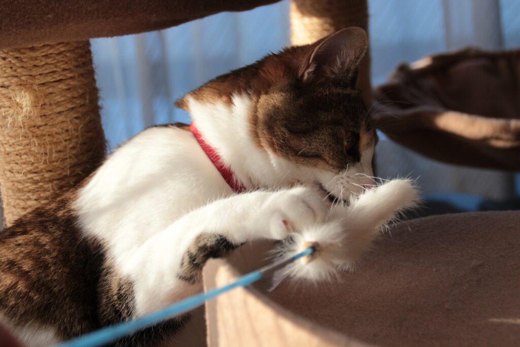 猫の糖尿病の予防方法