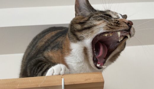 猫も口内炎になる？猫も口内炎の原因や症状、治療法を解説