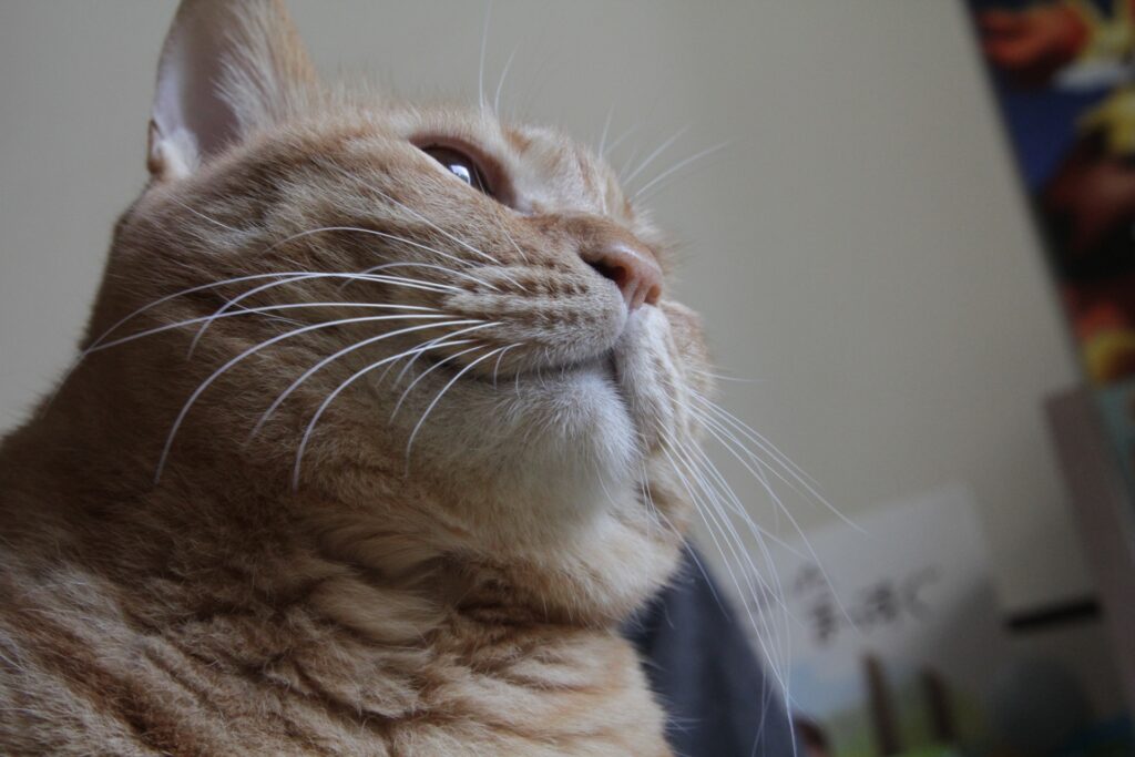 猫の顎ニキビの原因と対策