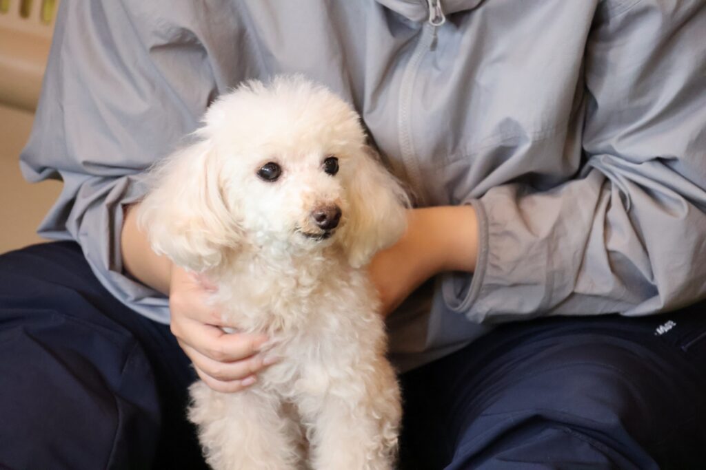 犬が吐いた時の飼い主の対処法