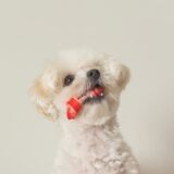 犬の涙やけとは?犬の涙やけ原因と治療法、予防方法を解説