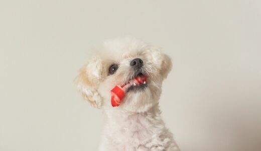 犬の涙やけとは？犬の涙やけ原因と治療法、予防方法を解説