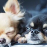 犬の鼻水の原因とは?注意すべき鼻水の種類や考えられる病気とその治療法について解説!