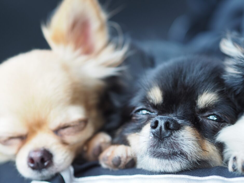 犬の鼻水の原因とは？注意すべき鼻水の種類や考えられる病気とその治療法について解説！