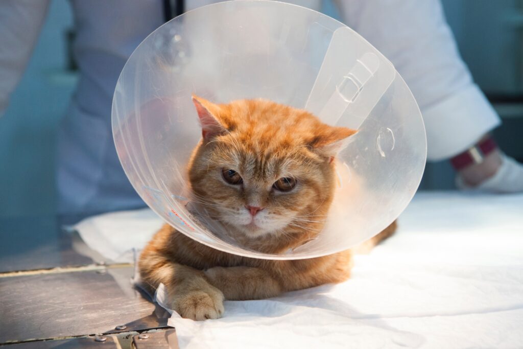 猫が口内炎になった時の治療法