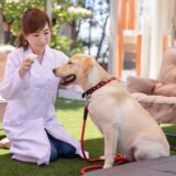 犬の目やにの原因は?目やにの出やすい犬種やケア方法について解説します