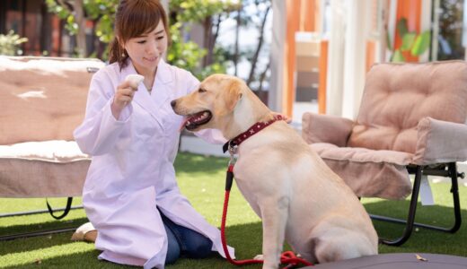 犬の目やにの原因は？目やにの出やすい犬種やケア方法について解説します