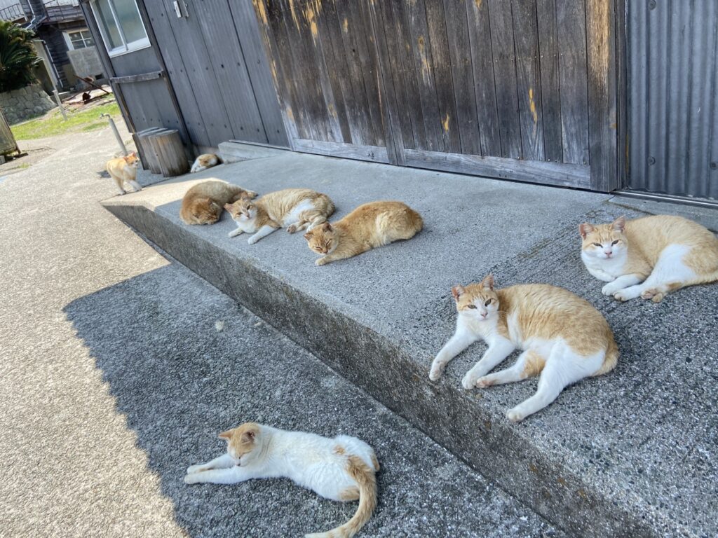 肥大型心筋症以外の猫の突然死の原因