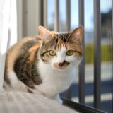 猫の腎不全とは?猫の腎不全の原因と症状、治療方法や予防について解説!