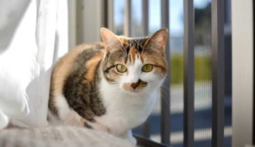 猫の腎不全とは？猫の腎不全の原因と症状、治療方法や予防について解説！