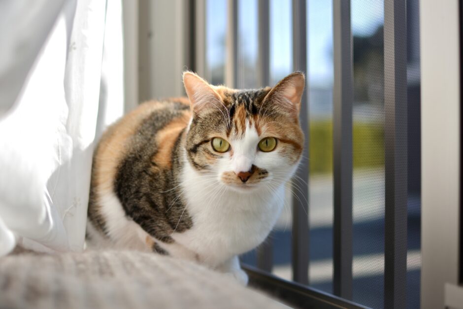 猫の腎不全とは？猫の腎不全の原因と症状、治療方法や予防について解説！