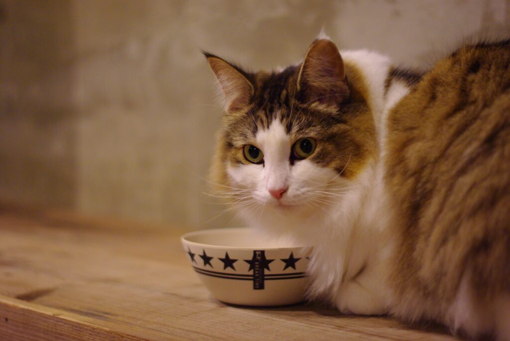 猫の糖尿病について