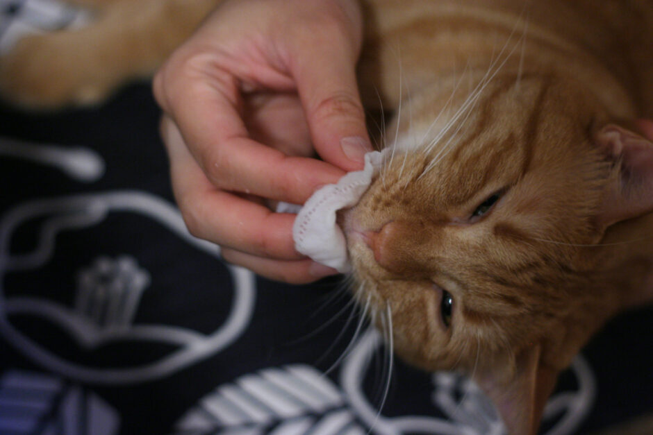 猫にできる顎ニキビの原因と対策とは？お家でできるケア方法も解説！