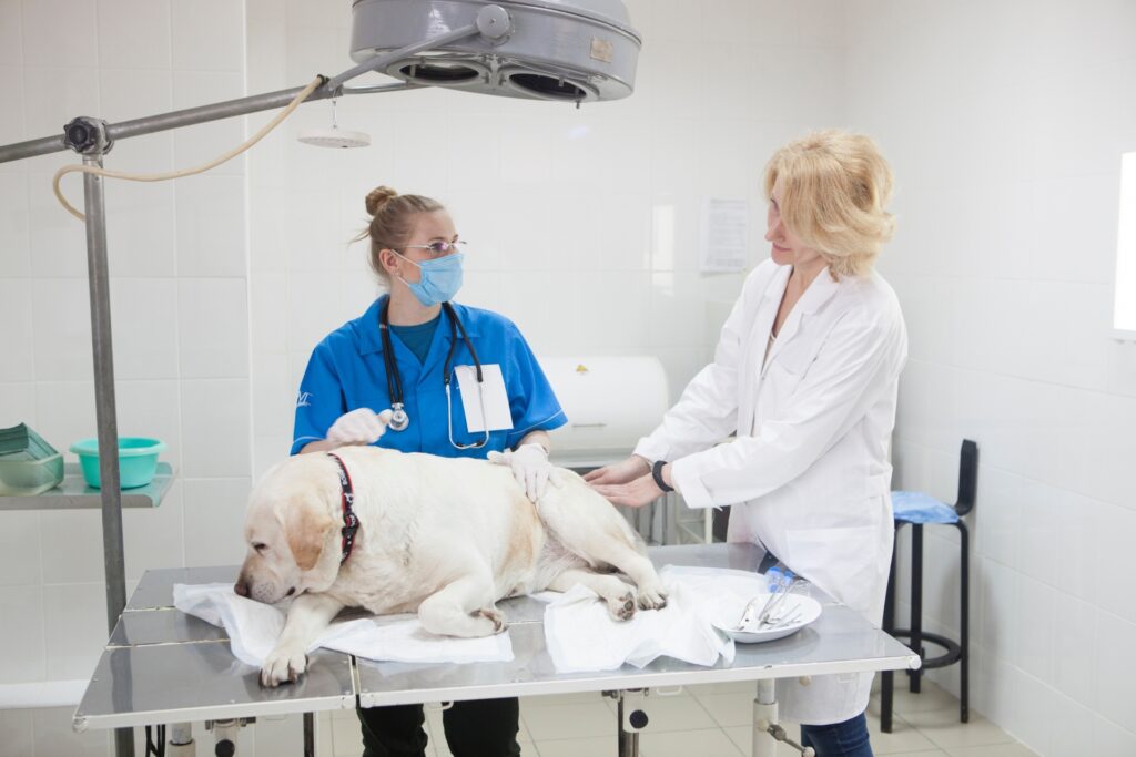 健康的な犬のうんちの見分け方