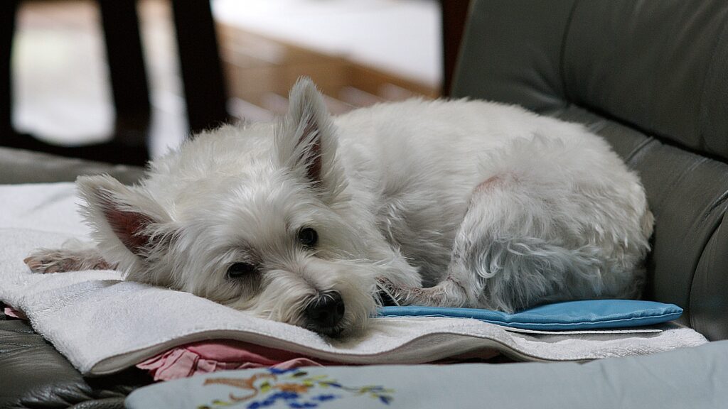 犬が吐いてしまった時に考えられる原因