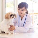 犬の尿毒症とは?犬の尿毒症の原因や症状、治療法や予防法まで解説します