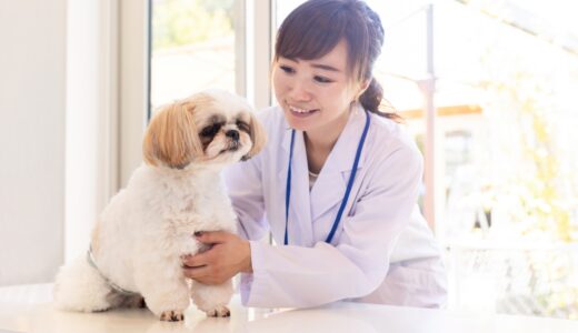 犬の尿毒症とは？犬の尿毒症の原因や症状、治療法や予防法まで解説します