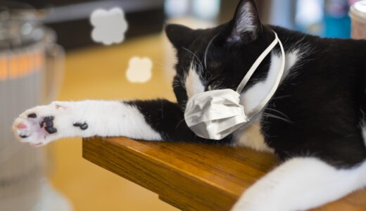 猫風邪の症状は？原因・予防対策・受診目安・治療法も解説