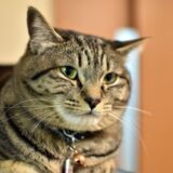 猫も糖尿病になる?猫も糖尿病の症状や治療法、予防方法まで解説します