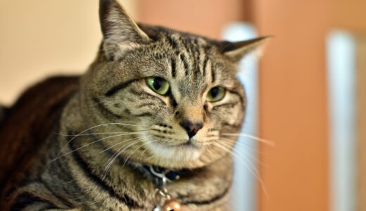 猫も糖尿病になる？猫も糖尿病の症状や治療法、予防方法まで解説します