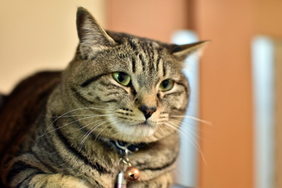 猫も糖尿病になる？猫も糖尿病の症状や治療法、予防方法まで解説します