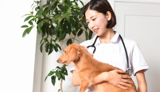 犬の尿路結石とは？原因から治療法まで解説します！