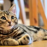 猫の突然死とは?突然死の原因や早期発見の方法、予防のためにできることなど詳しく解説