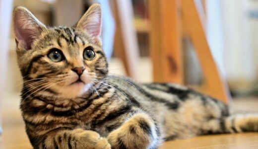 猫の突然死とは？突然死の原因や早期発見の方法、予防のためにできることなど詳しく解説