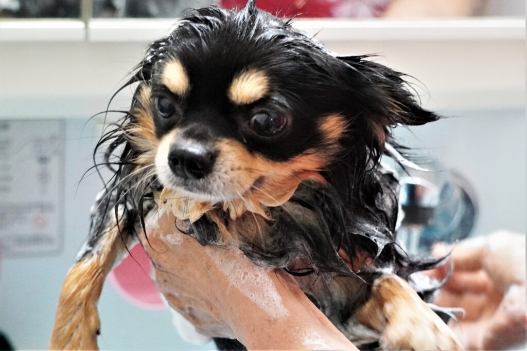 犬の膿皮症の予防方法