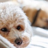 犬が吐くのはなぜ?犬が吐く原因と吐いたときの対処法、チェック項目について解説