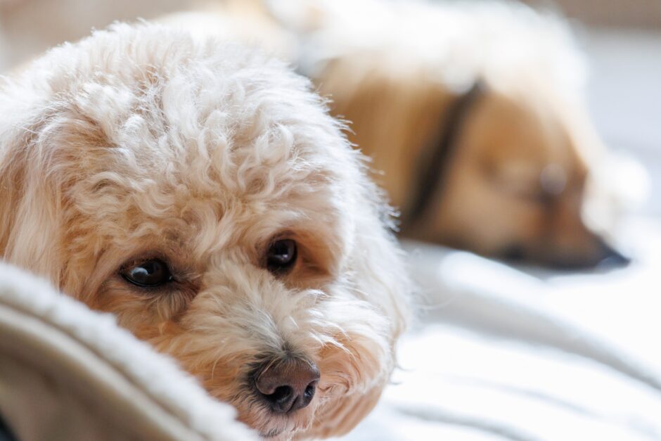 犬が吐くのはなぜ？犬が吐く原因と吐いたときの対処法、チェック項目について解説