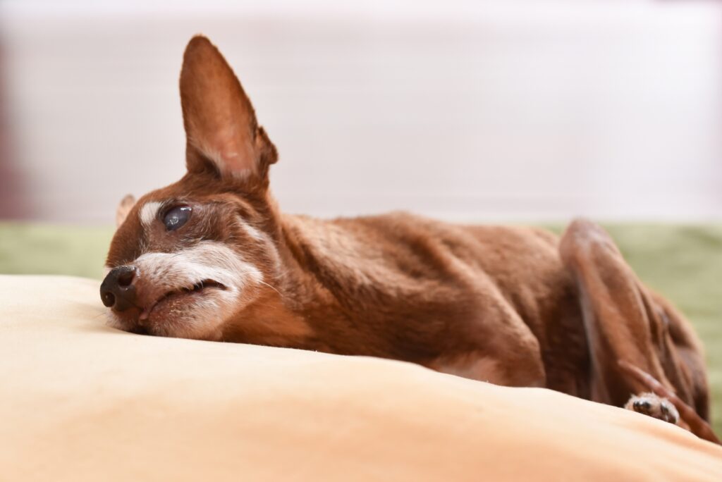 犬の尿毒症の症状