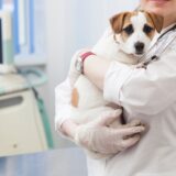 犬の膿皮症とはどんな病気?治療法や予防方法についても解説