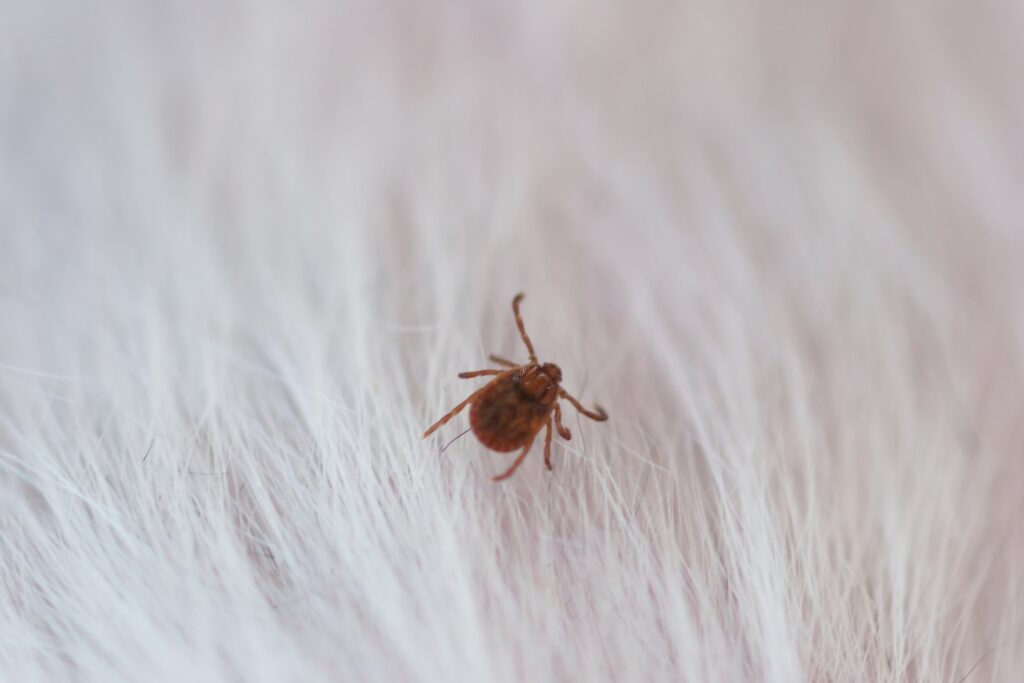 犬の毛に付くマダニ