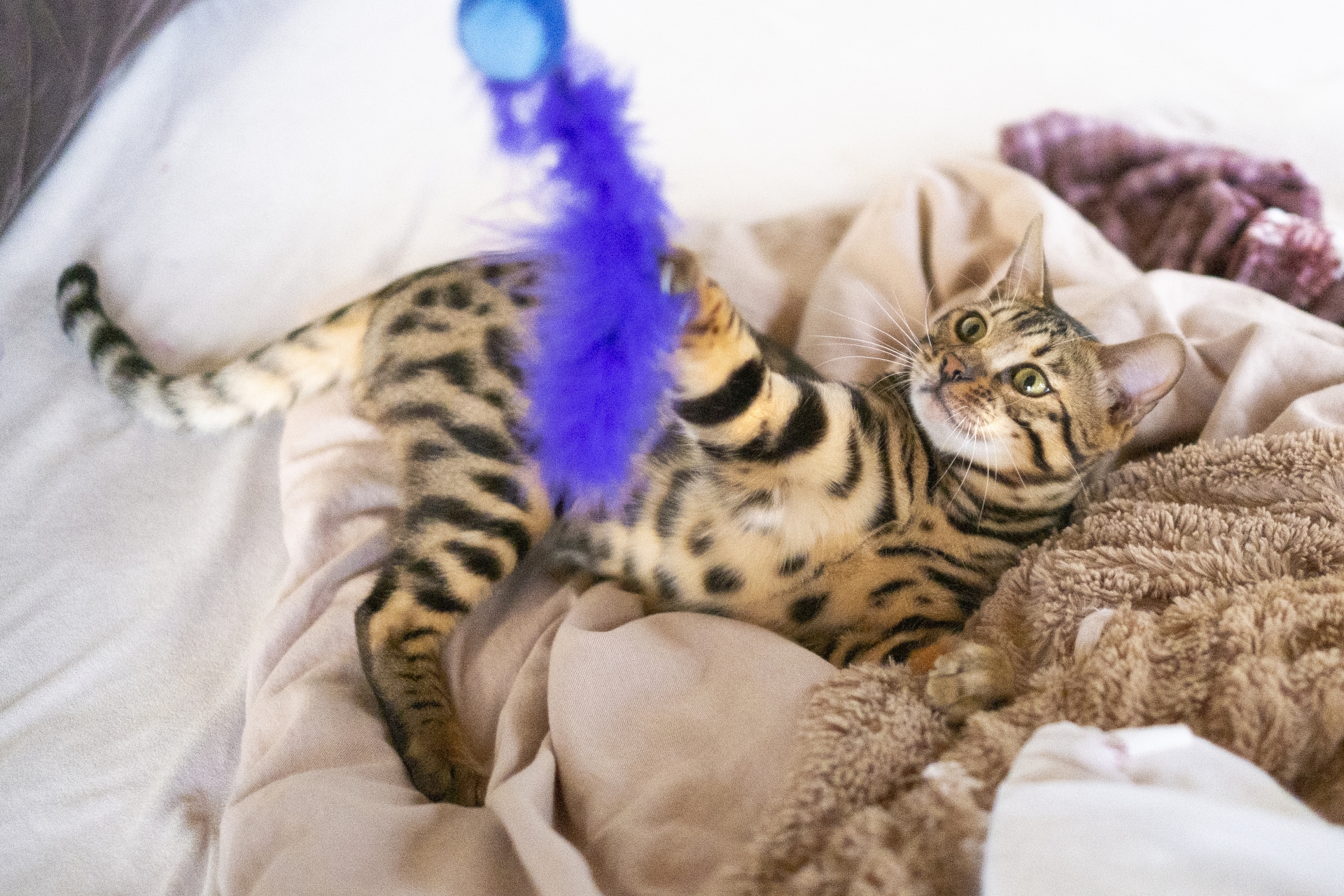 猫じゃらしで遊ぶ猫