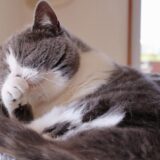 猫 クリプトコッカス症