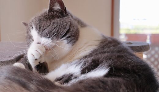 猫のクリプトコッカス症 | 人畜共通感染症の原因・症状・治療法・予防法を解説