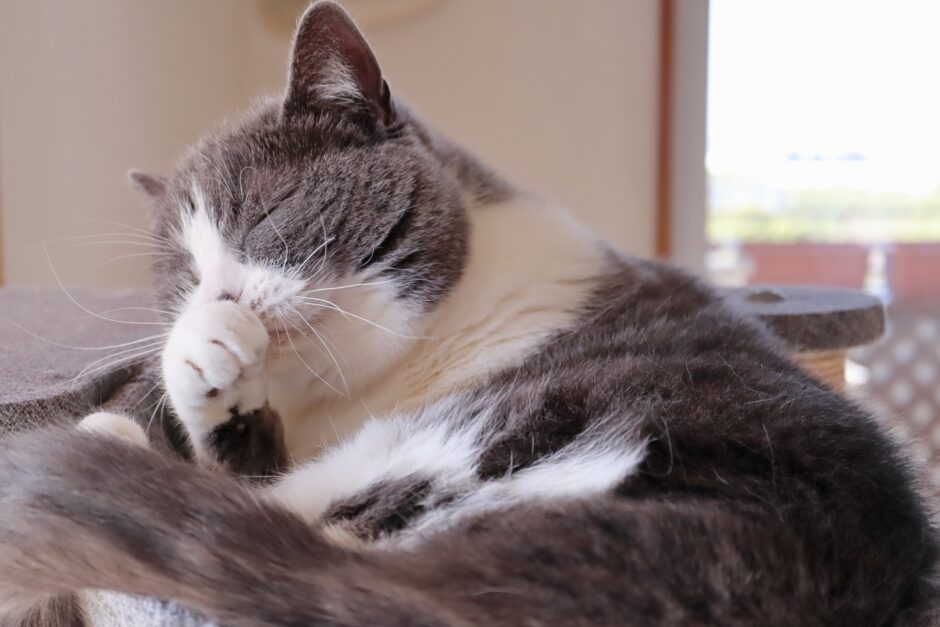 猫 クリプトコッカス症