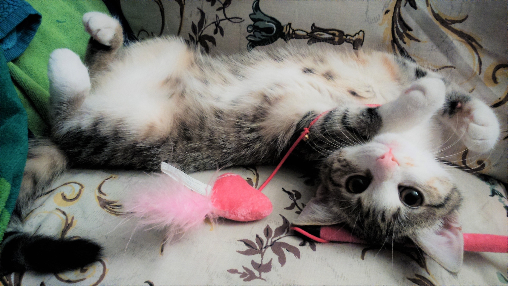 おもちゃで遊ぶ猫