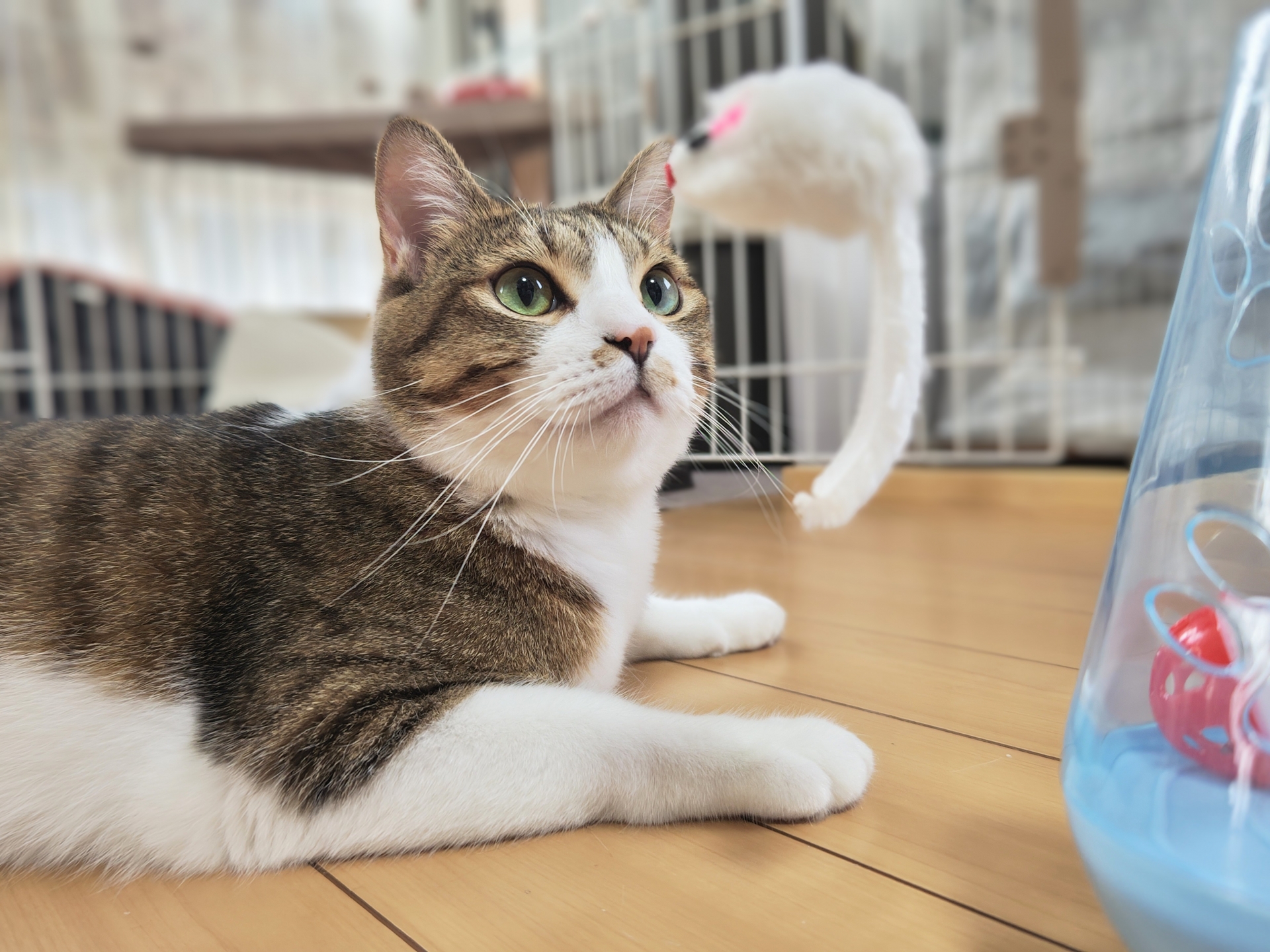 おもちゃを見る猫