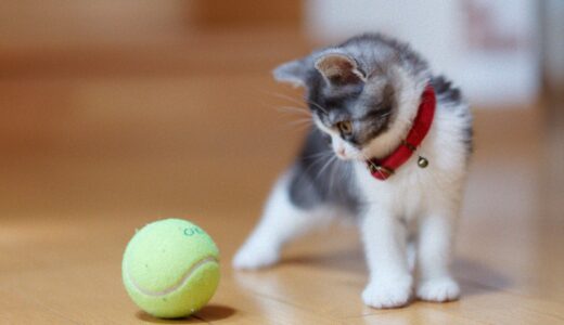 猫が異物誤飲してしまったら？病院で獣医師に診せるべき症状や検査方法を解説