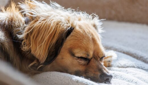 犬にダニが寄生した場合の症状は？治療方法や予防法も解説