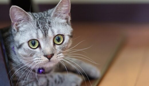 猫の高血圧とは？引き起こしやすい原因・予防法なども解説