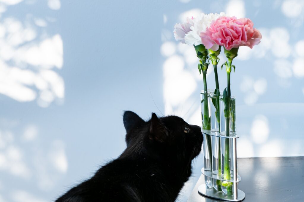 カーネーションと黒猫