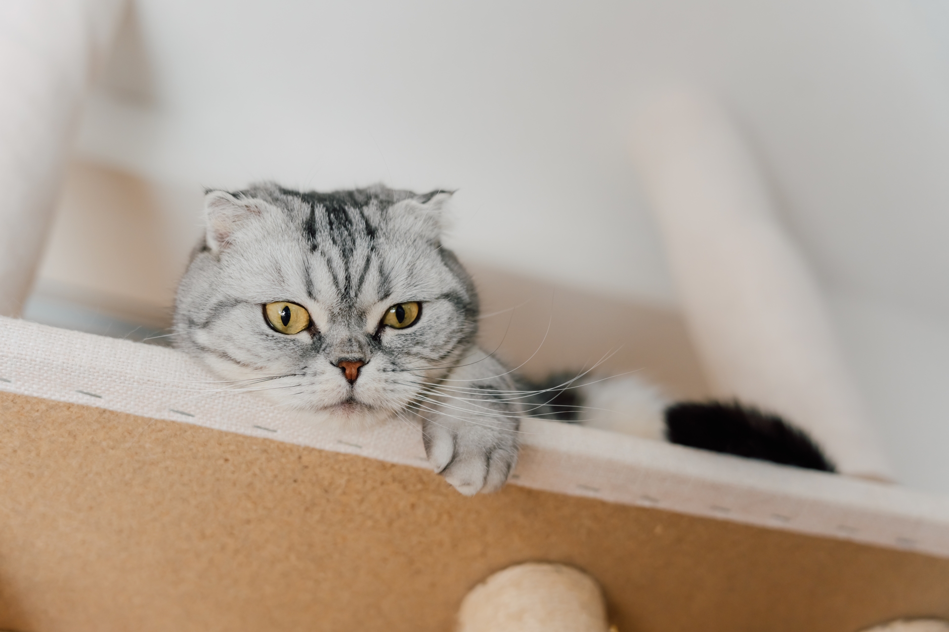 こちらを見る猫