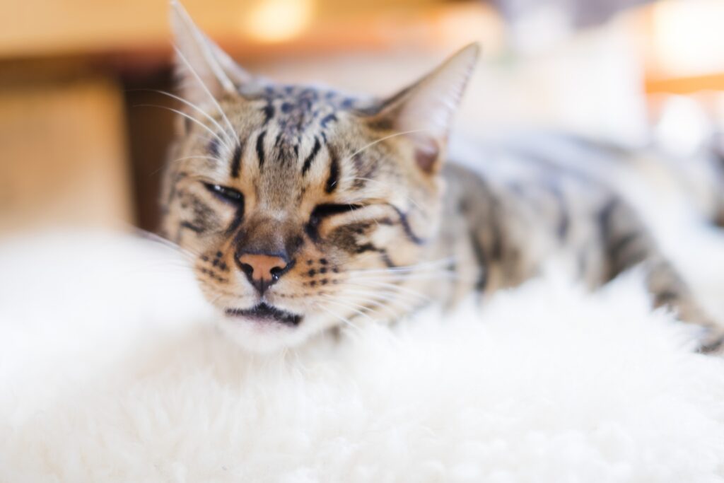 くしゃみが出そうな猫