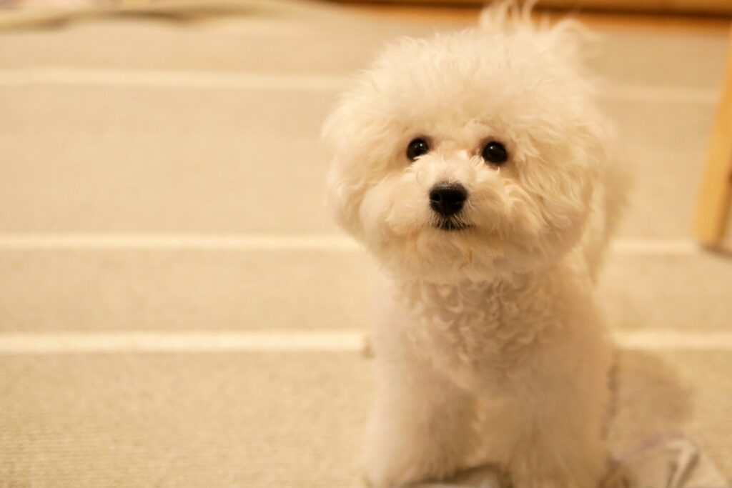 ビションフリーゼ