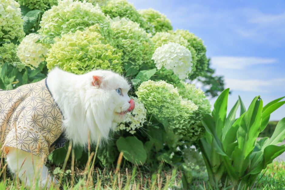 猫 中毒 植物